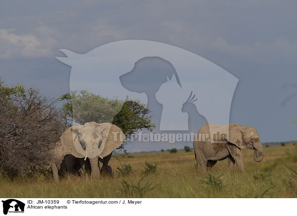African elephants / JM-10359