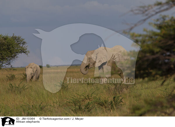 Afrikanische Elefanten / African elephants / JM-10364