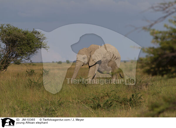 junger Afrikanischer Elefant / young African elephant / JM-10365