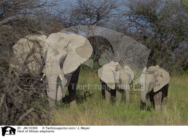 Elefantenherde / Herd of African elephants / JM-10369
