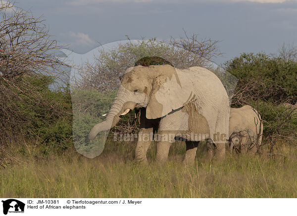 Elefantenherde / Herd of African elephants / JM-10381