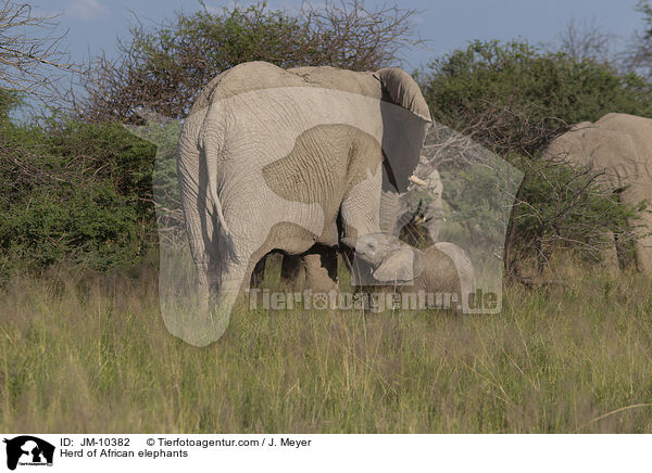 Elefantenherde / Herd of African elephants / JM-10382