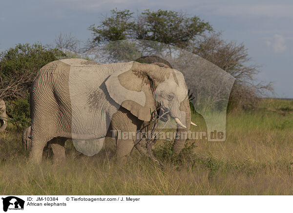 Afrikanische Elefanten / African elephants / JM-10384