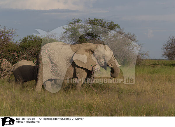 Afrikanische Elefanten / African elephants / JM-10385