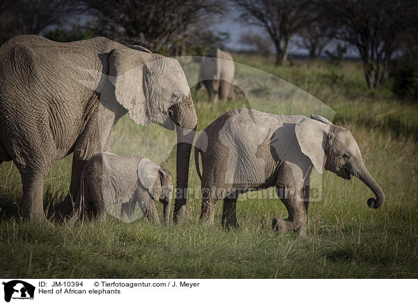 Elefantenherde / Herd of African elephants / JM-10394