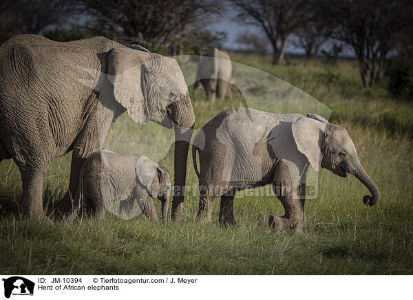Elefantenherde / Herd of African elephants / JM-10394