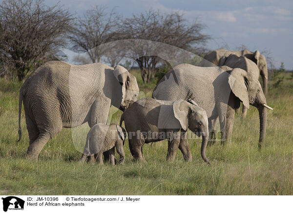 Elefantenherde / Herd of African elephants / JM-10396