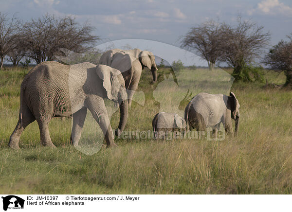 Elefantenherde / Herd of African elephants / JM-10397