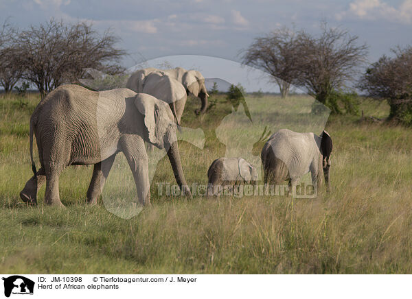 Herd of African elephants / JM-10398