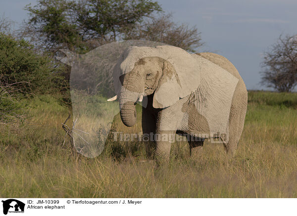 Afrikanischer Elefant / African elephant / JM-10399
