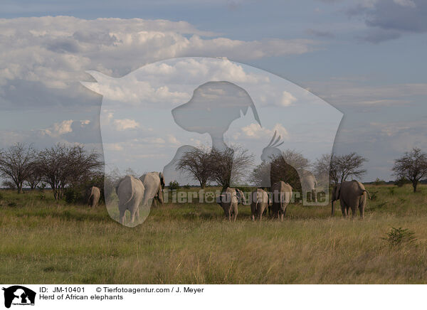 Elefantenherde / Herd of African elephants / JM-10401