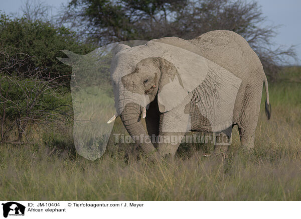 Afrikanischer Elefant / African elephant / JM-10404