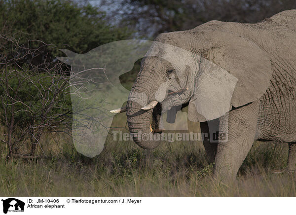 Afrikanischer Elefant / African elephant / JM-10406
