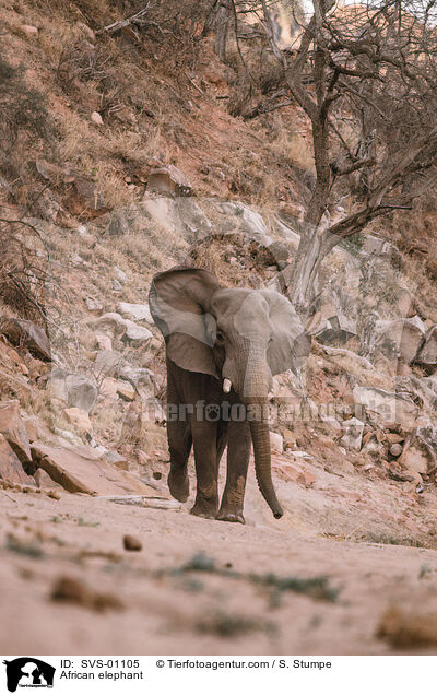 Afrikanischer Elefant / African elephant / SVS-01105