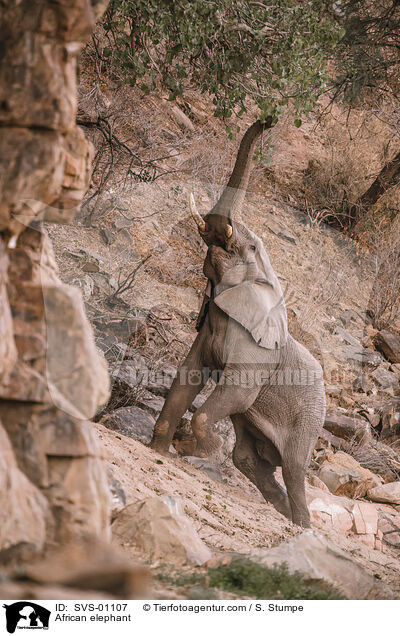 Afrikanischer Elefant / African elephant / SVS-01107