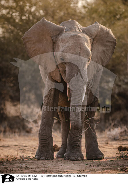 Afrikanischer Elefant / African elephant / SVS-01132