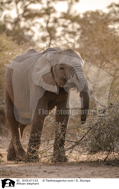 Afrikanischer Elefant / African elephant / SVS-01133
