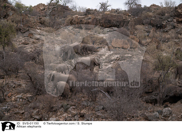 Afrikanische Elefanten / African elephants / SVS-01150
