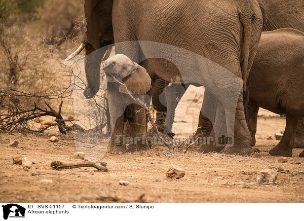 Afrikanische Elefanten / African elephants / SVS-01157