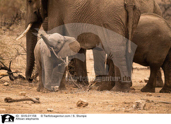 Afrikanische Elefanten / African elephants / SVS-01158