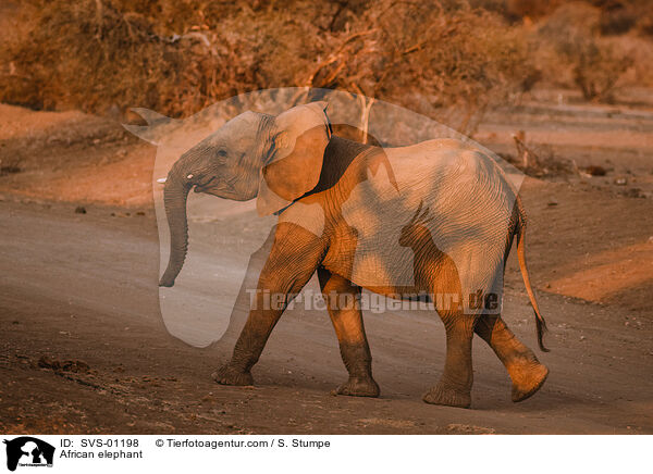 Afrikanischer Elefant / African elephant / SVS-01198