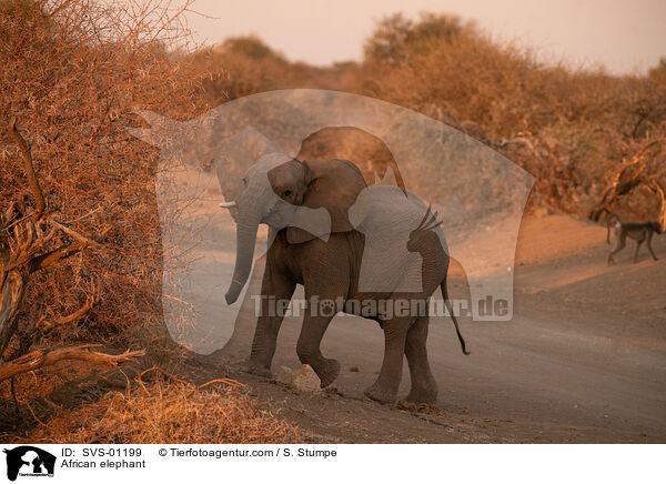 Afrikanischer Elefant / African elephant / SVS-01199
