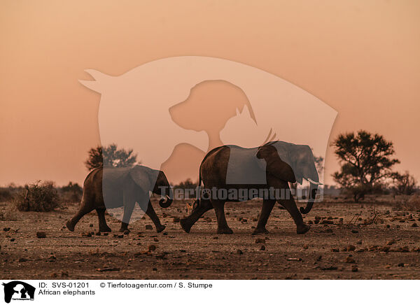 Afrikanische Elefanten / African elephants / SVS-01201