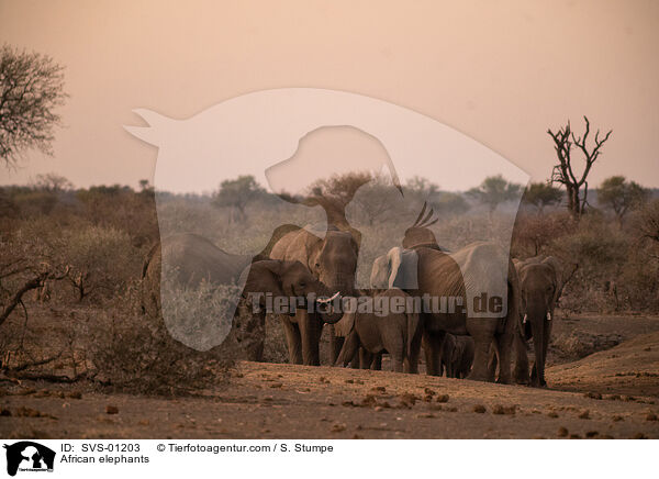 Afrikanische Elefanten / African elephants / SVS-01203
