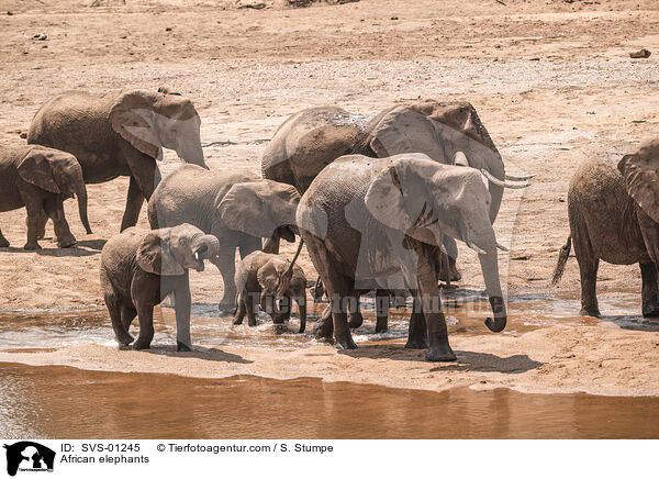 Afrikanische Elefanten / African elephants / SVS-01245