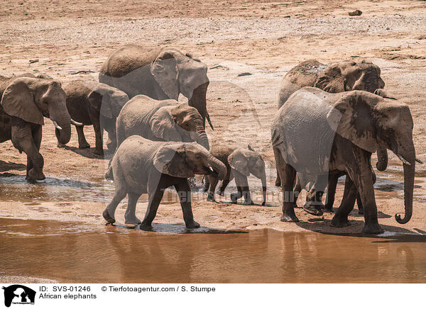 Afrikanische Elefanten / African elephants / SVS-01246