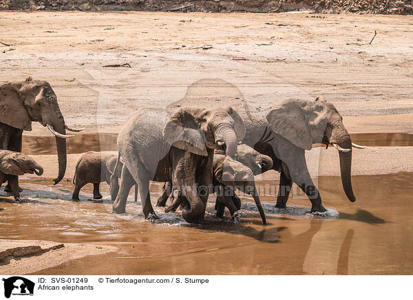 Afrikanische Elefanten / African elephants / SVS-01249