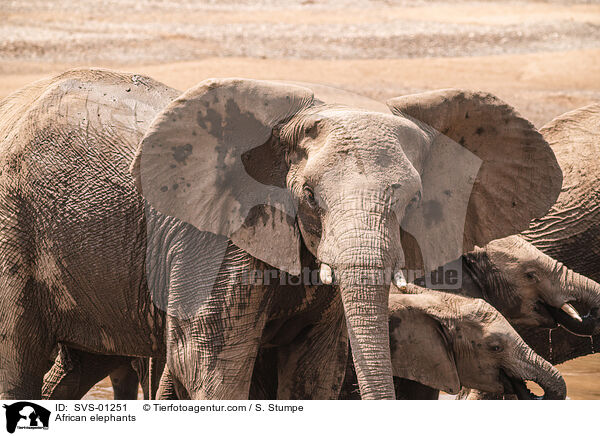 Afrikanische Elefanten / African elephants / SVS-01251