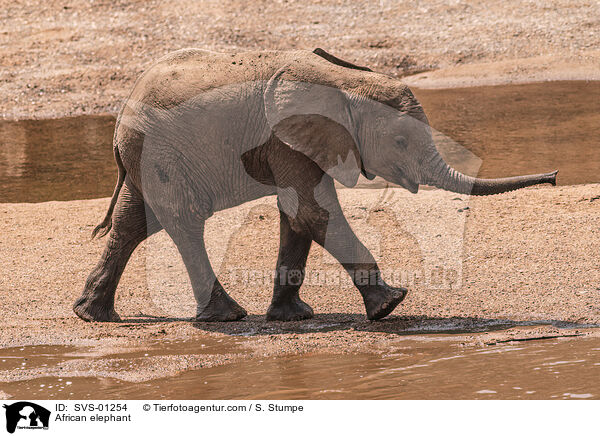 Afrikanischer Elefant / African elephant / SVS-01254