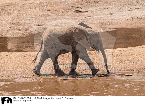 Afrikanischer Elefant / African elephant / SVS-01255