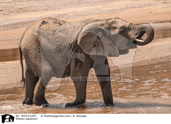 Afrikanischer Elefant / African elephant / SVS-01257