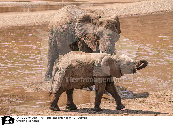 Afrikanische Elefanten / African elephants / SVS-01260