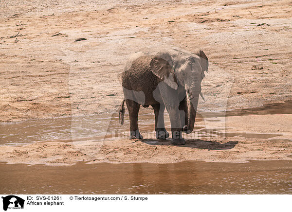 Afrikanischer Elefant / African elephant / SVS-01261