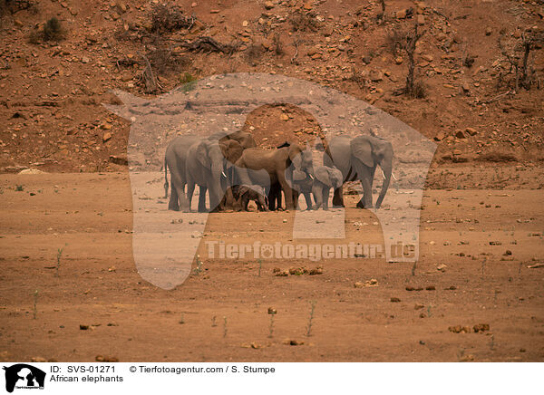 Afrikanische Elefanten / African elephants / SVS-01271