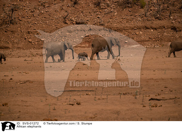 African elephants / SVS-01272