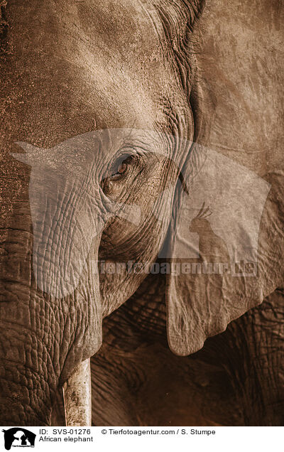 Afrikanischer Elefant / African elephant / SVS-01276