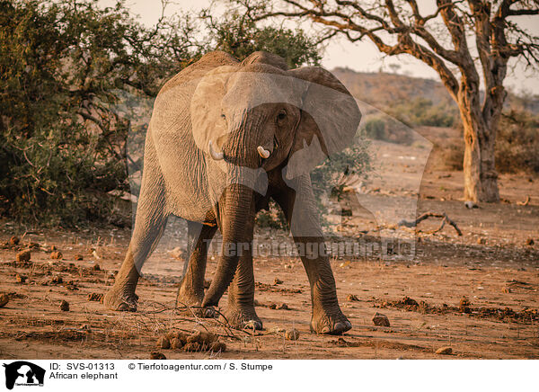 African elephant / SVS-01313