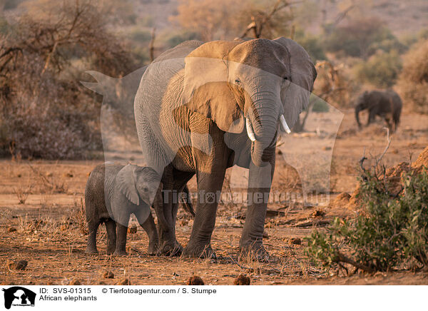 Afrikanische Elefanten / African elephants / SVS-01315