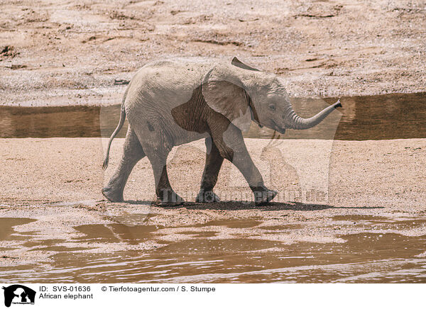 Afrikanischer Elefant / African elephant / SVS-01636