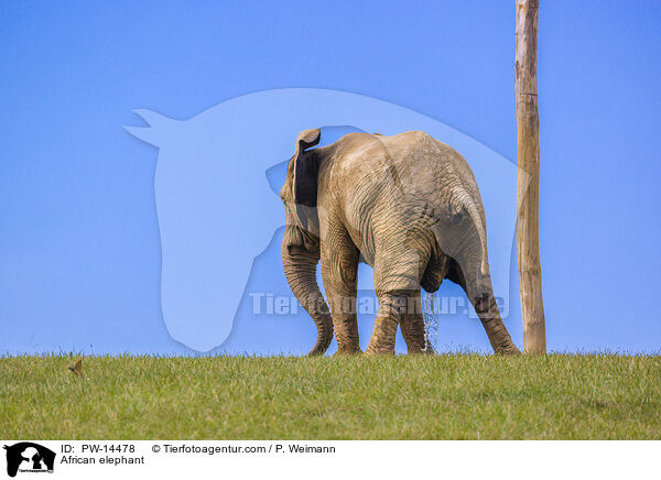 Afrikanischer Elefant / African elephant / PW-14478