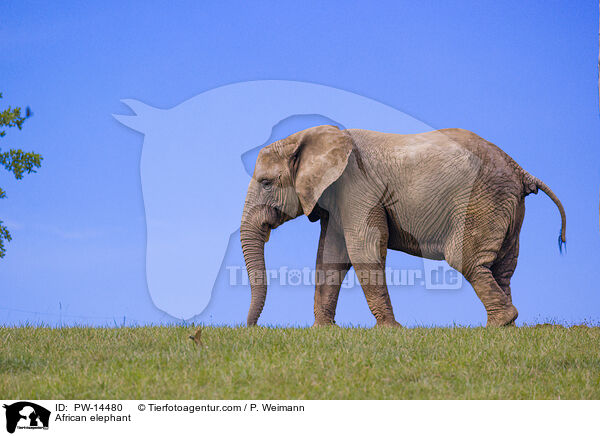 African elephant / PW-14480