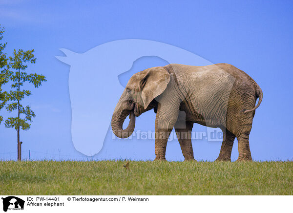Afrikanischer Elefant / African elephant / PW-14481