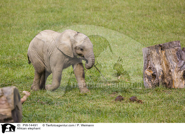 Afrikanischer Elefant / African elephant / PW-14491
