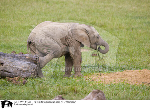 Afrikanischer Elefant / African elephant / PW-14493