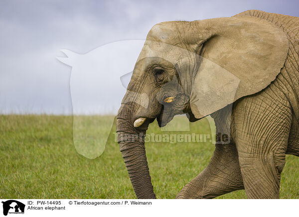 African elephant / PW-14495