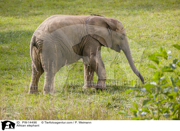 Afrikanischer Elefant / African elephant / PW-14496